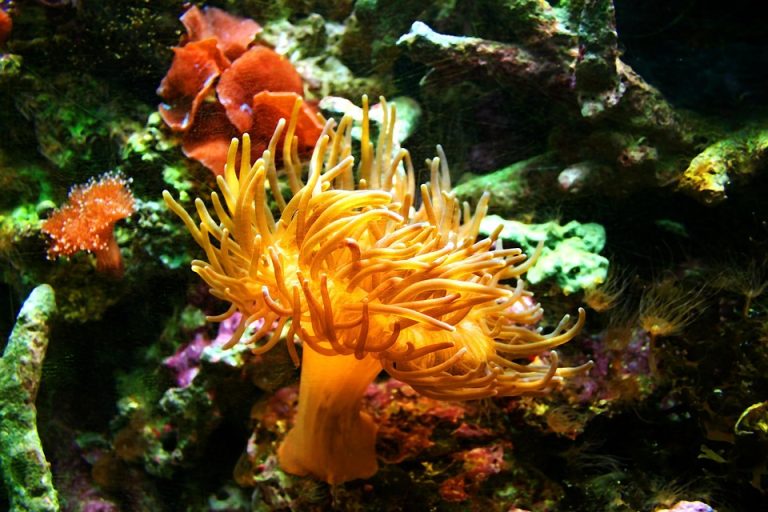 consultar CNPJ gratis