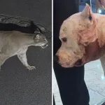 Onça-parda invade condomínio e ataca pitbull na zona Norte de SP | CNN Brasil