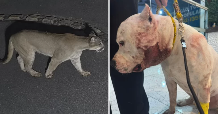Onça-parda invade condomínio e ataca pitbull na zona Norte de SP | CNN Brasil