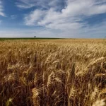 Canetas emagrecedoras desafiam indústria de alimentos, mostra estudo | CNN Brasil