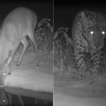 Big Brother Cerrado? Bebedouros ajudam a entender hábitos de animais | G1