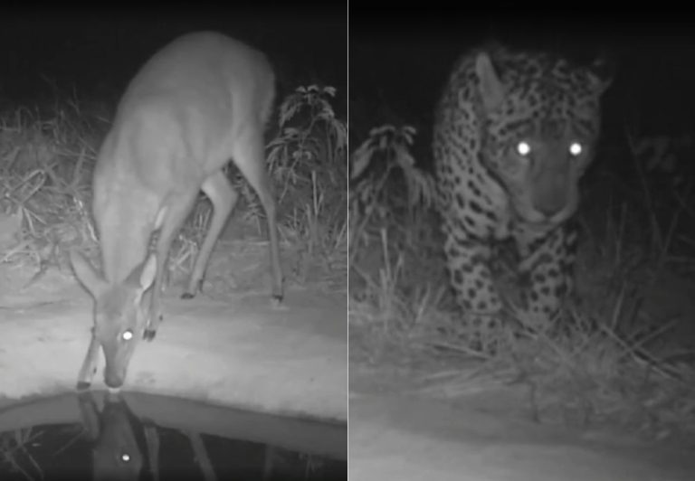 Big Brother Cerrado? Bebedouros ajudam a entender hábitos de animais | G1