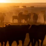 Fechamento de frigorífico da Tyson Foods impacta pecuária em Illinois (EUA) | CNN Brasil