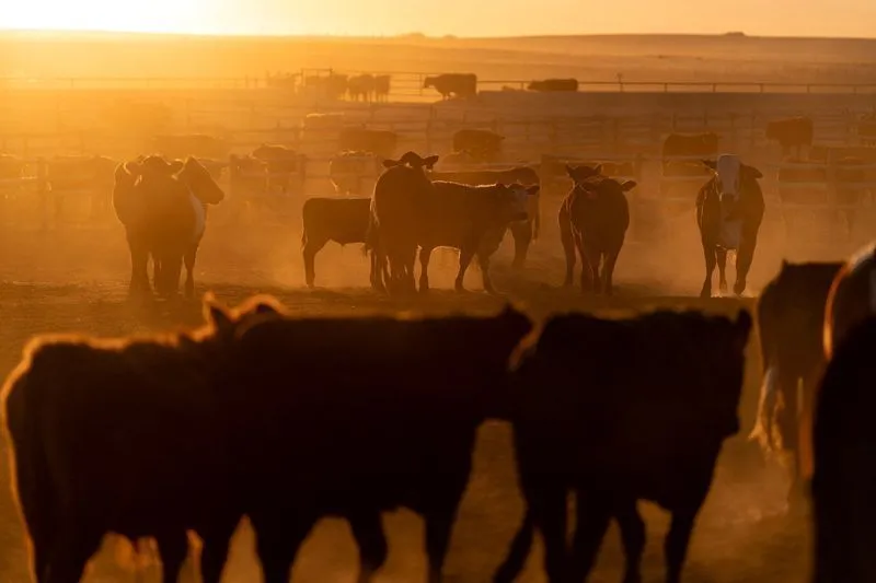 Fechamento de frigorífico da Tyson Foods impacta pecuária em Illinois (EUA) | CNN Brasil