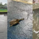 Lagos do Ibirapuera transbordam e peixes se espalham nas pistas de corrida | CNN Brasil