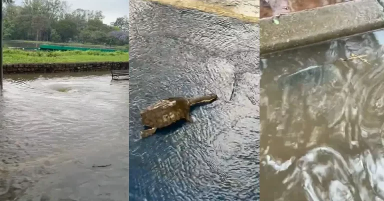 Lagos do Ibirapuera transbordam e peixes se espalham nas pistas de corrida | CNN Brasil