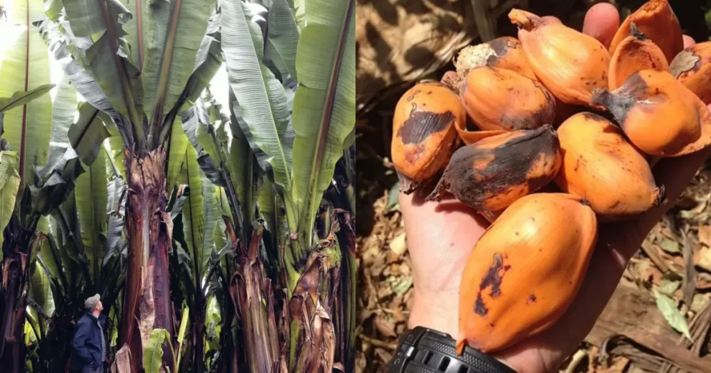Parece uma banana gigante, mas seu fruto é intragável: a "planta milagrosa" que passa anos debaixo da terra e pode salvar milhões da fome | CNN Brasil