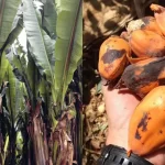 Parece uma banana gigante, mas seu fruto é intragável: a "planta milagrosa" que passa anos debaixo da terra e pode salvar milhões da fome | CNN Brasil