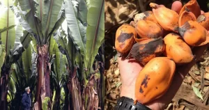 Parece uma banana gigante, mas seu fruto é intragável: a "planta milagrosa" que passa anos debaixo da terra e pode salvar milhões da fome | CNN Brasil