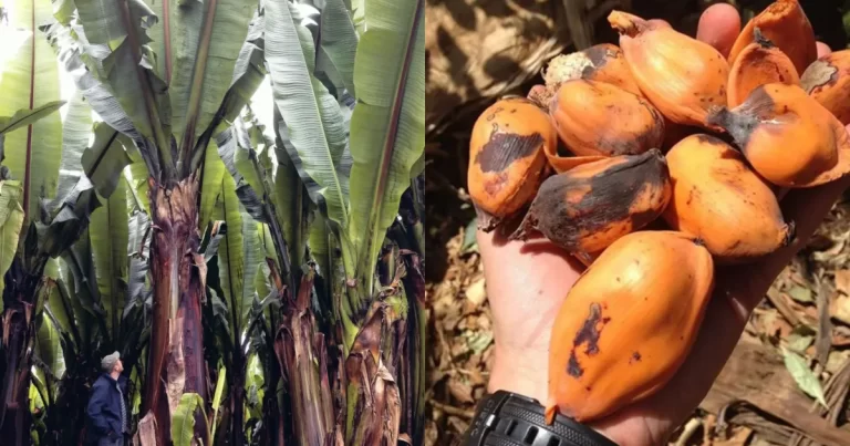 Parece uma banana gigante, mas seu fruto é intragável: a "planta milagrosa" que passa anos debaixo da terra e pode salvar milhões da fome | CNN Brasil